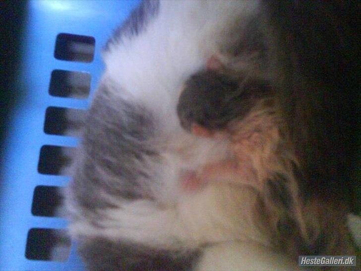 Huskat Speedy - HOST// speedy er i bagrunden 
her er en killing som dsv døde to dage efter fødslen :( billede 2