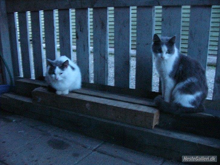 Huskat Speedy billede 4