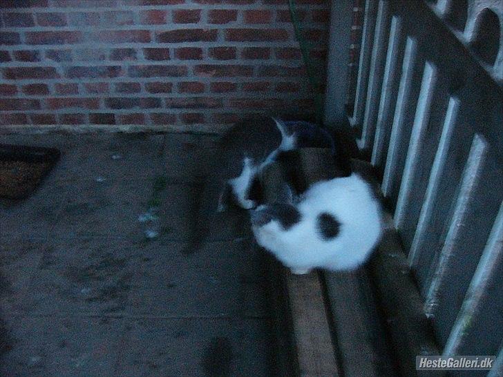 Huskat Speedy billede 5