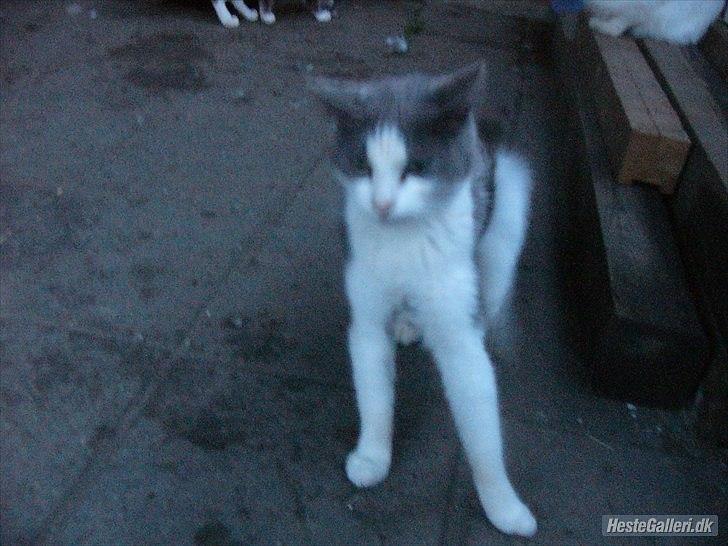 Huskat Speedy billede 6