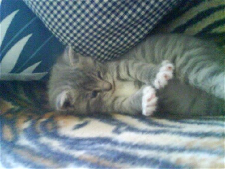 Blanding af racer Skiderik - Baby skiderik:D billede 4