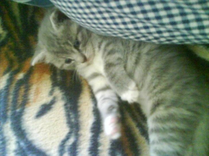 Blanding af racer Skiderik billede 5