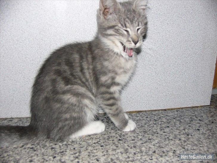 Blanding af racer Skiderik billede 3