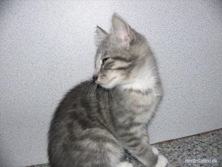 Blanding af racer Skiderik billede 2