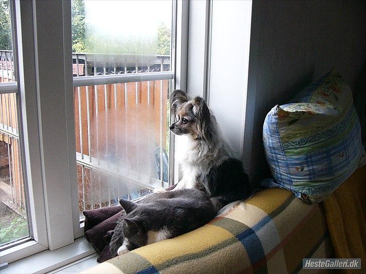 Huskat Bæbs billede 2