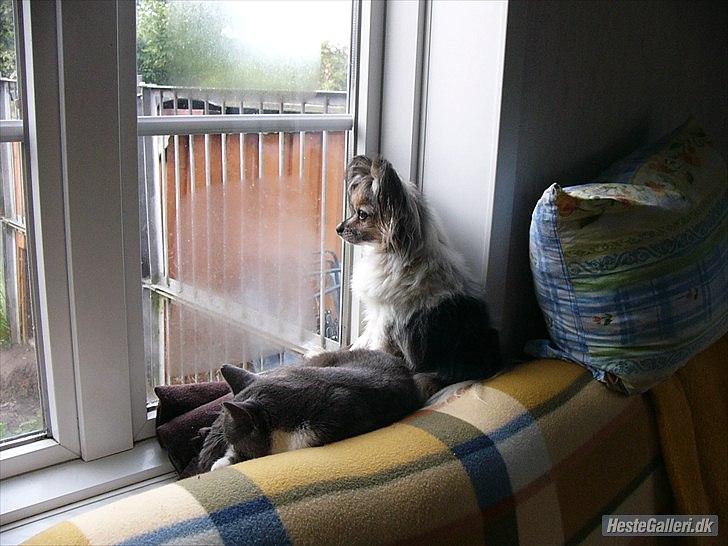 Huskat Bæbs billede 3