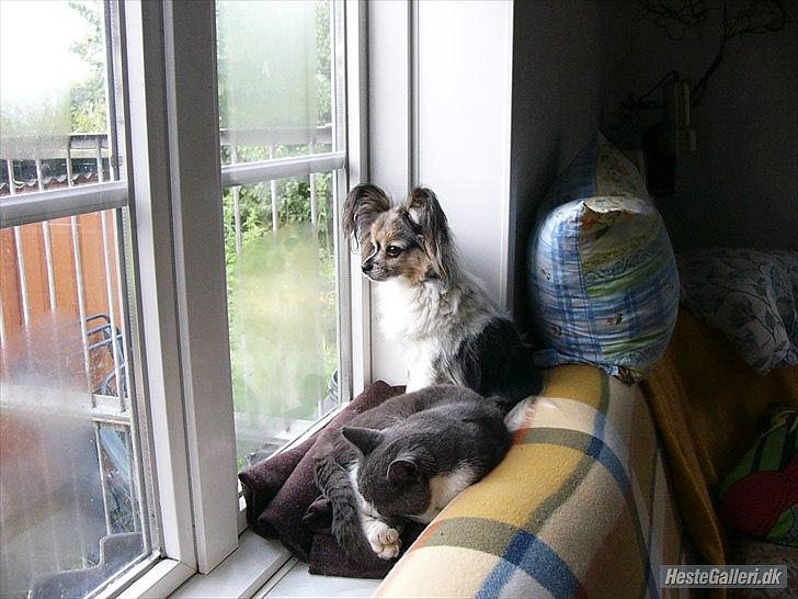 Huskat Bæbs billede 4