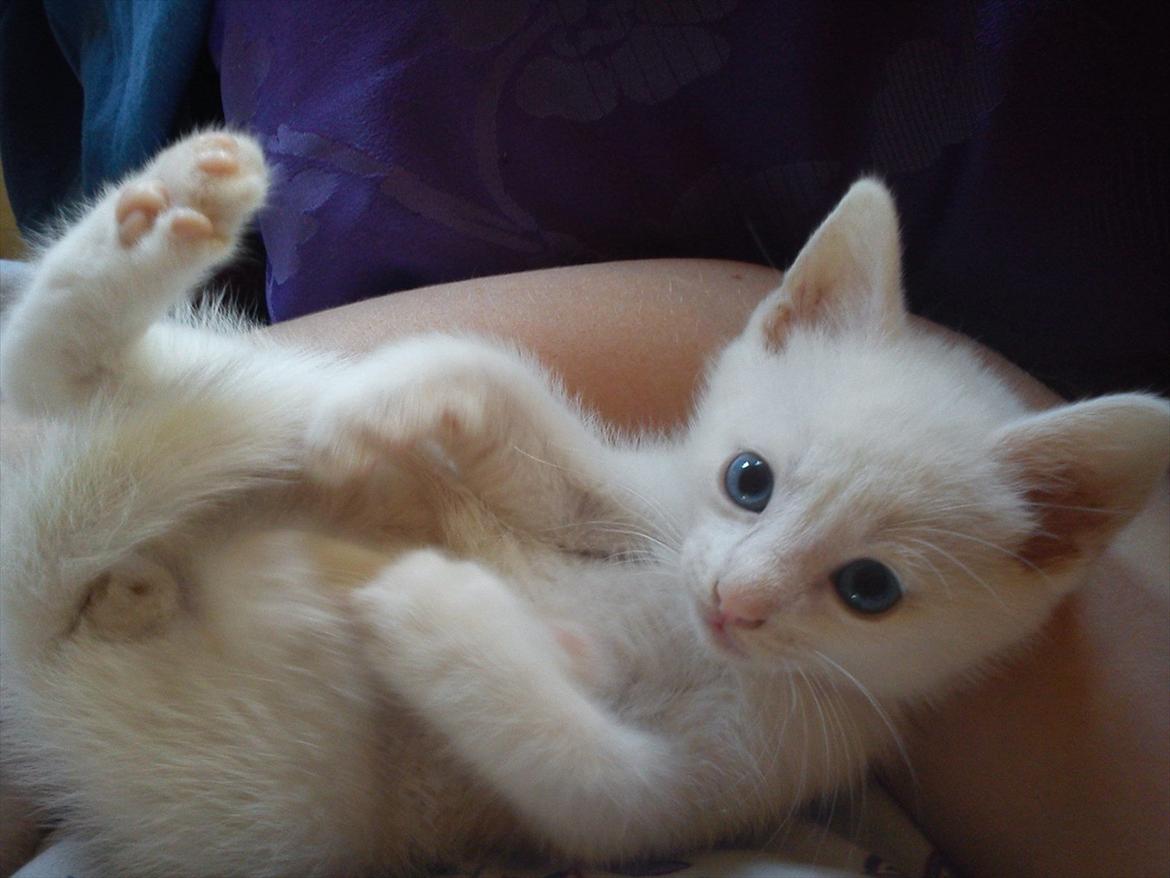 Huskat Tumle <3 Min drømme kat <3 Mit hjerte barn <3 billede 4