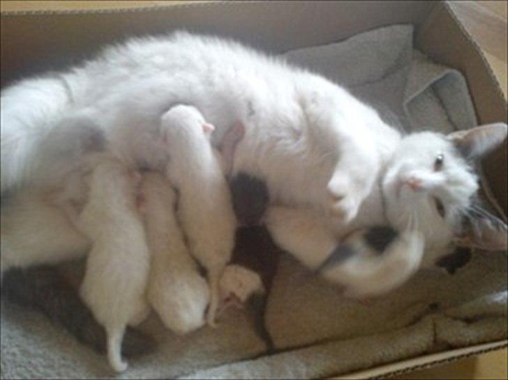 Huskat Tumle <3 Min drømme kat <3 Mit hjerte barn <3 - Tumle er en af de helt hvide sammen med hans mor og søskende :) billede 5
