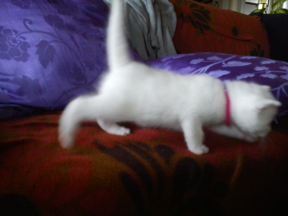 Huskat Tumle <3 Min drømme kat <3 Mit hjerte barn <3 billede 6