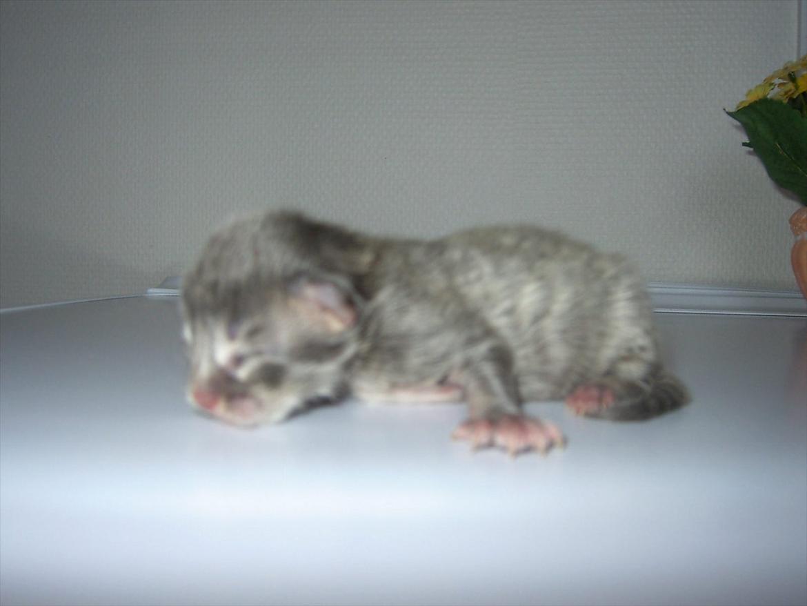 Maine Coon Baby billede 2
