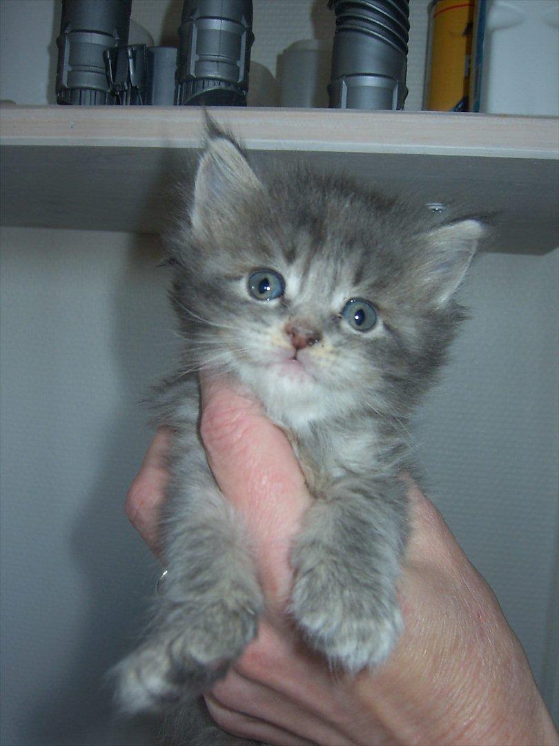 Maine Coon Baby billede 3