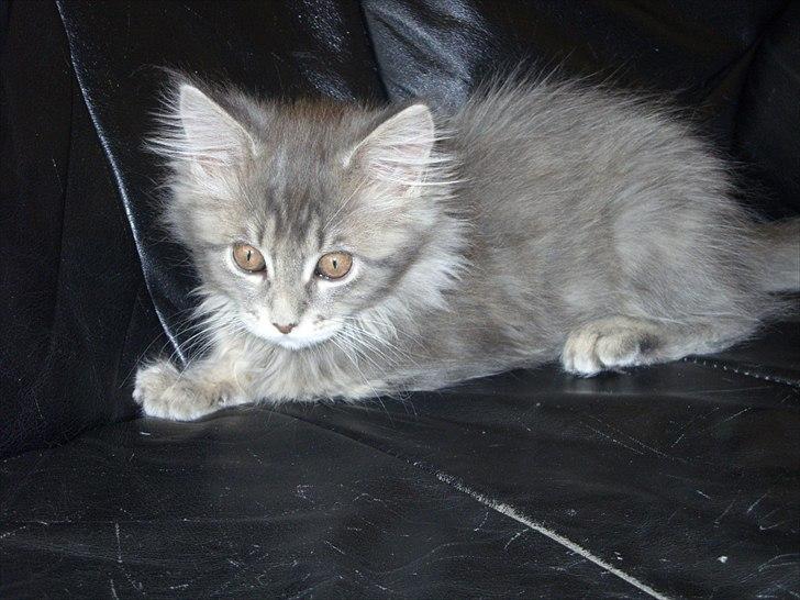 Maine Coon Baby billede 4
