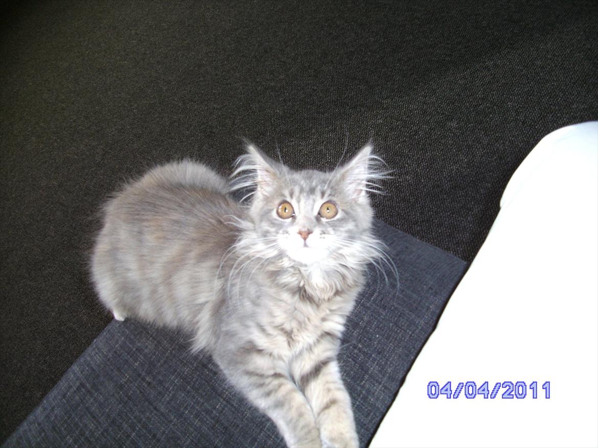 Maine Coon Baby billede 5