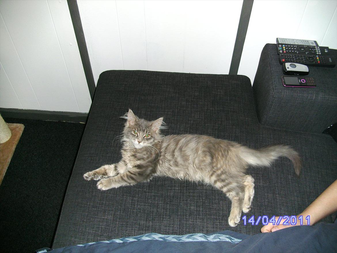 Maine Coon Baby billede 6