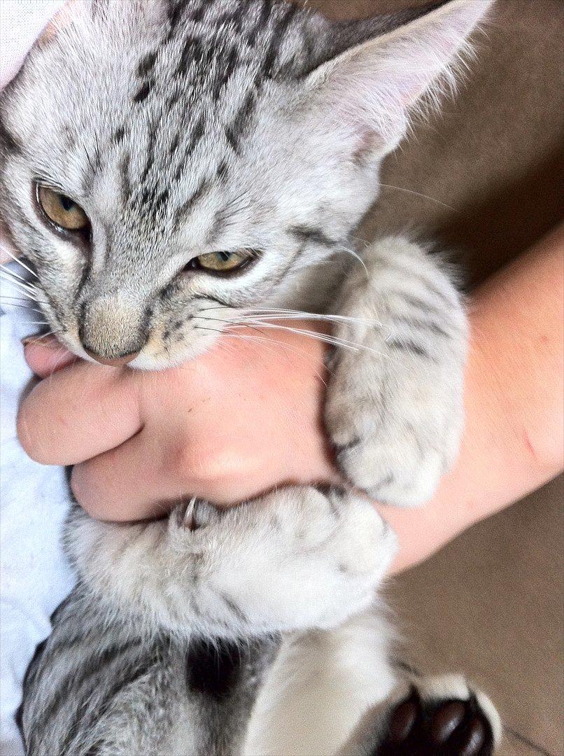 Blanding af racer Marco - Marco bider i min hånd :D billede 1