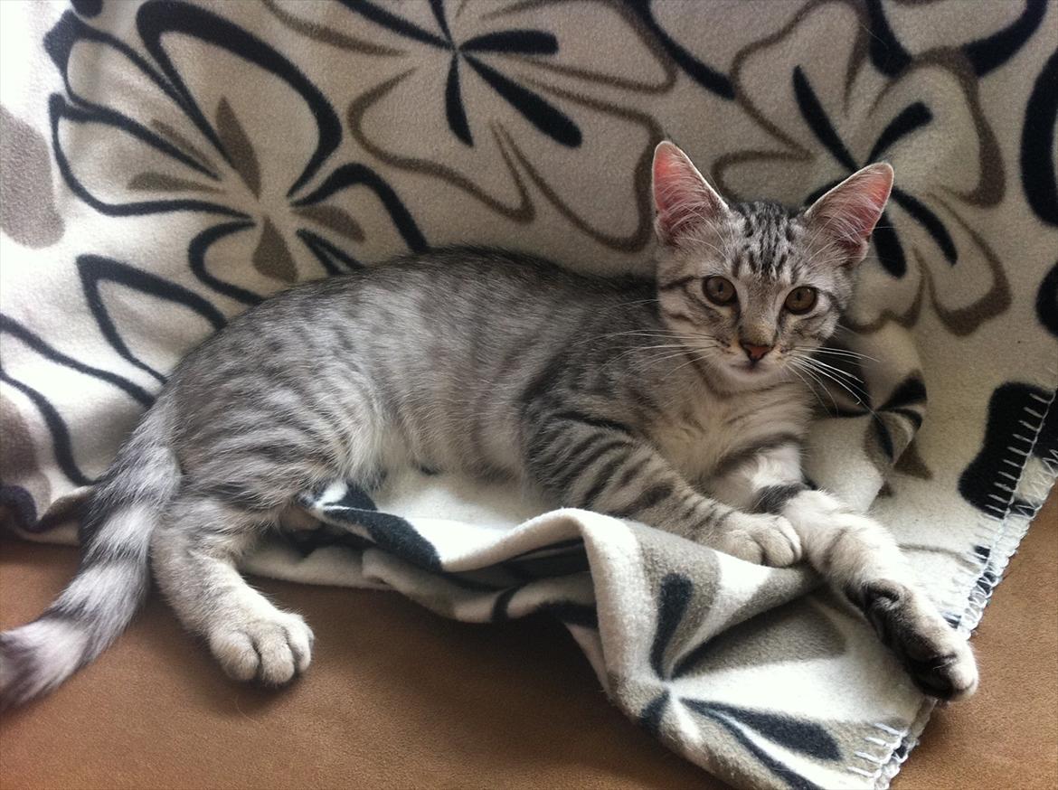 Blanding af racer Marco - Marco slapper af (: billede 2