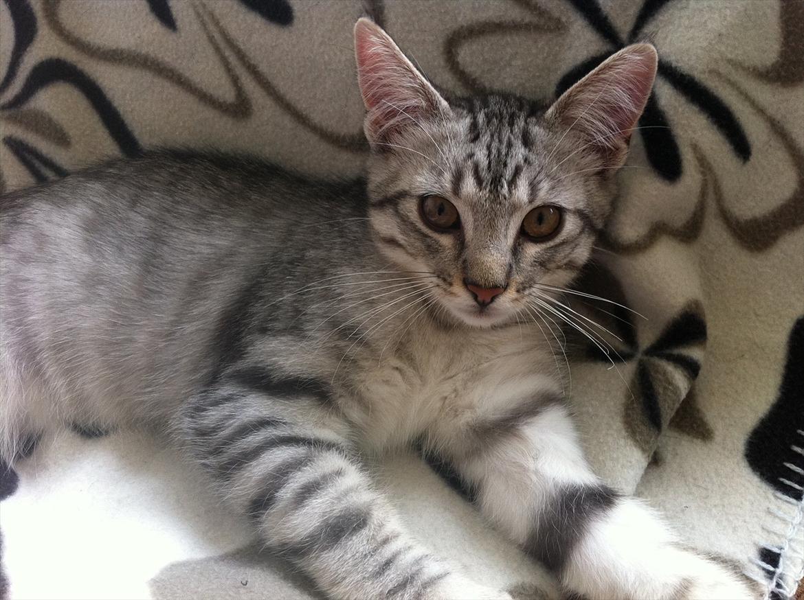 Blanding af racer Marco - Marco slapper af (: billede 3