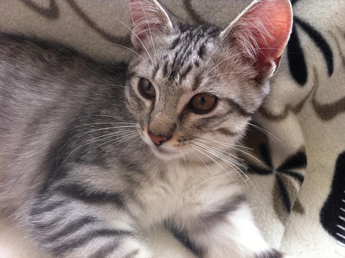 Blanding af racer Marco - Marco slapper af (: billede 4