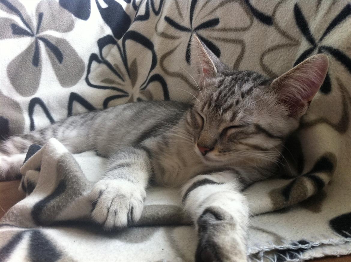 Blanding af racer Marco - Marco putter (: billede 5