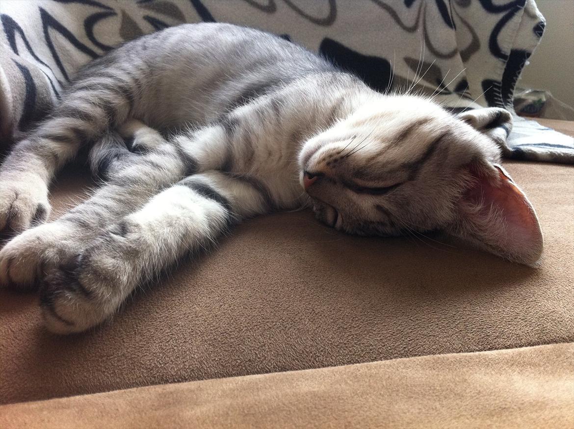 Blanding af racer Marco - Marco putter (: billede 6