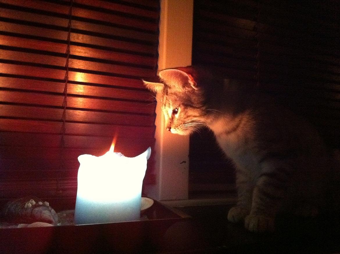 Blanding af racer Marco - Marco er nysgerrig :D billede 7