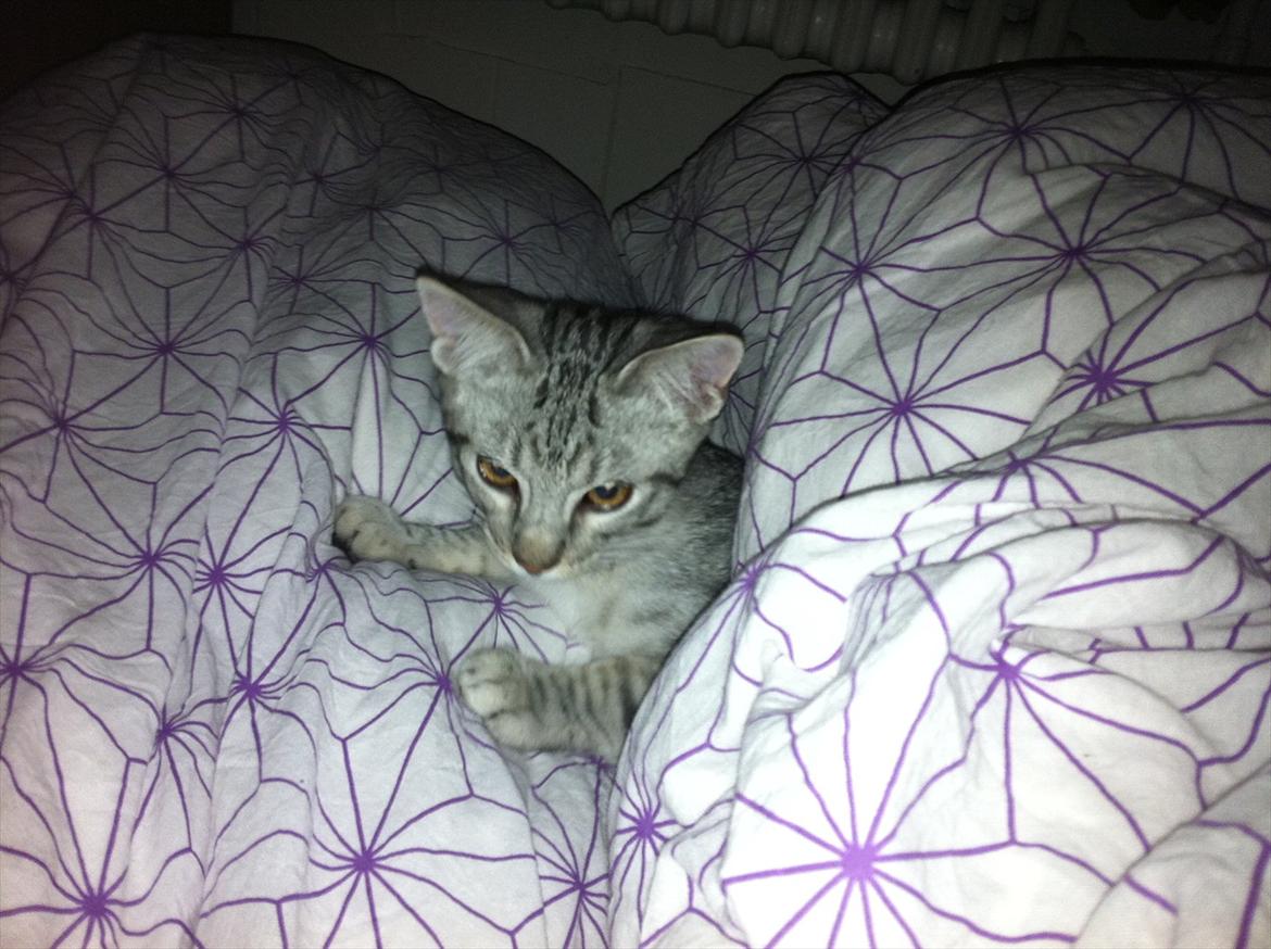 Blanding af racer Marco - Marco leger :D billede 9