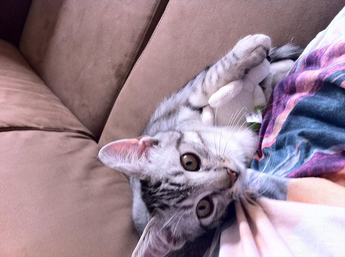 Blanding af racer Marco - Marco Hygger (: billede 10