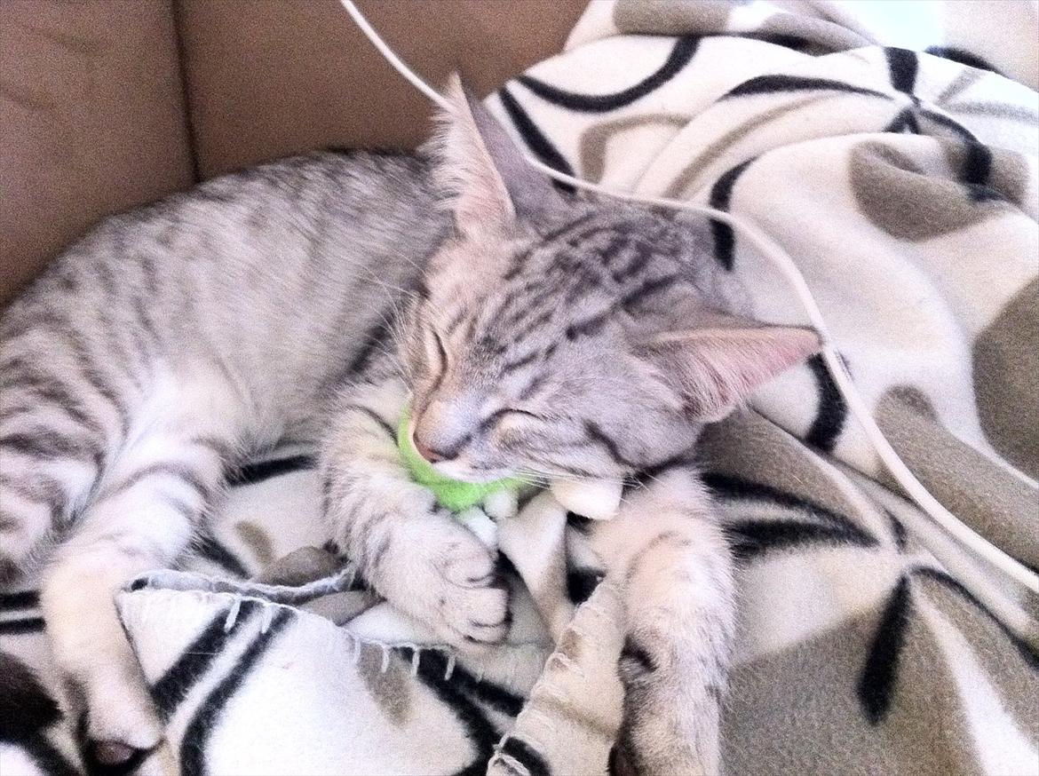 Blanding af racer Marco - Marco putter (: billede 11