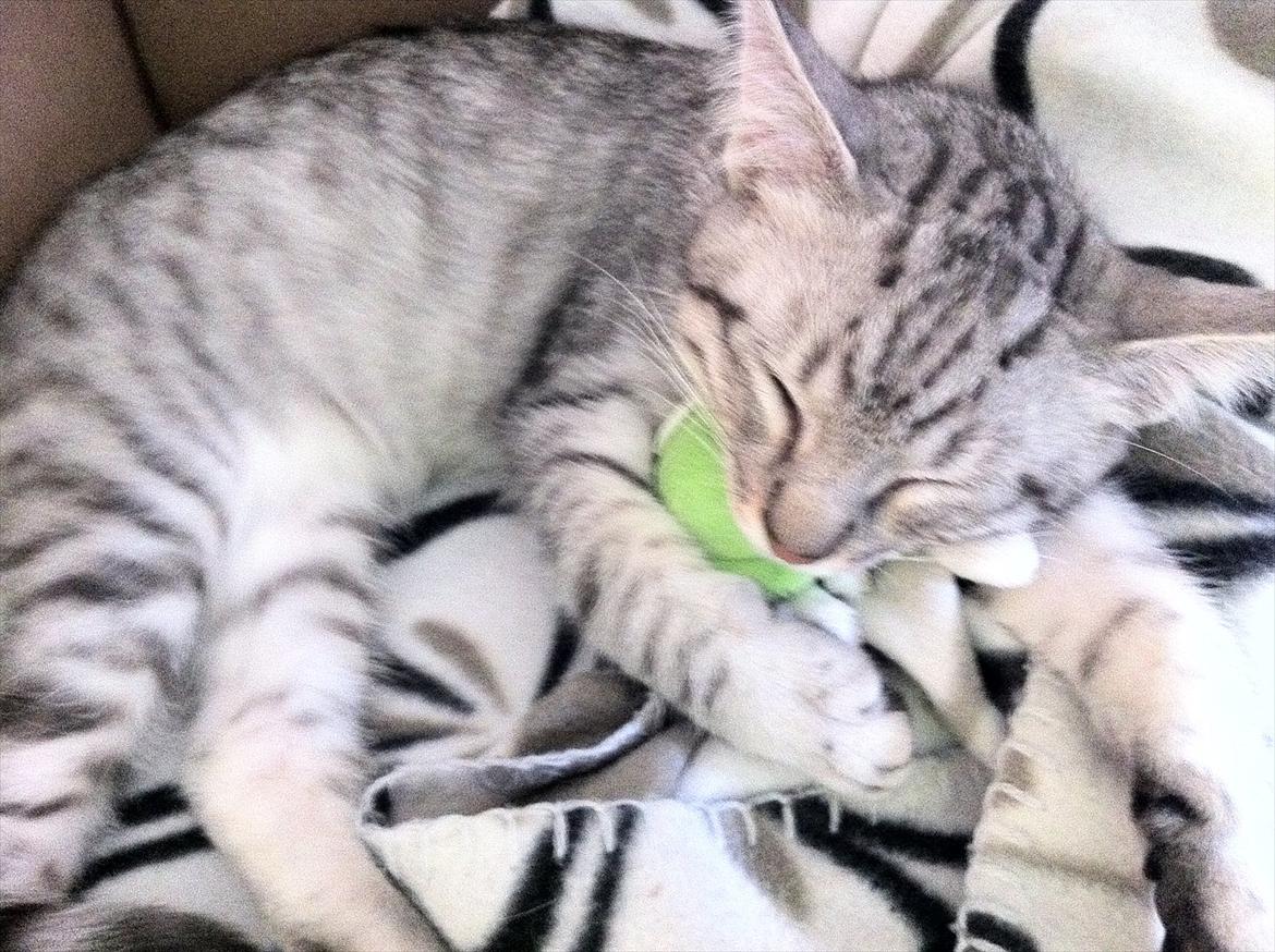 Blanding af racer Marco - Marco putter (: billede 12