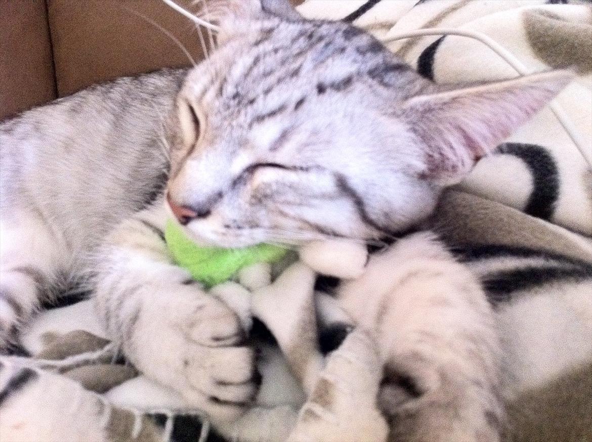 Blanding af racer Marco - Marco putter (: billede 13