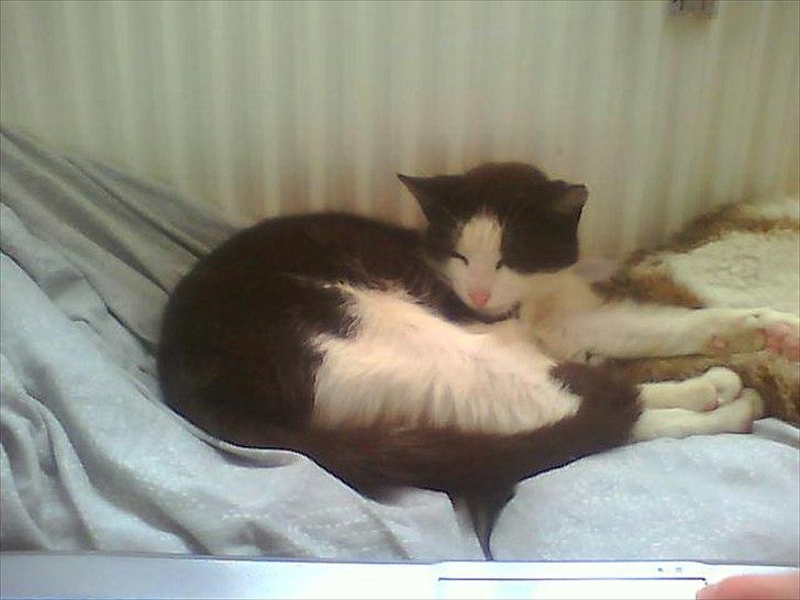 Huskat Figaro billede 1