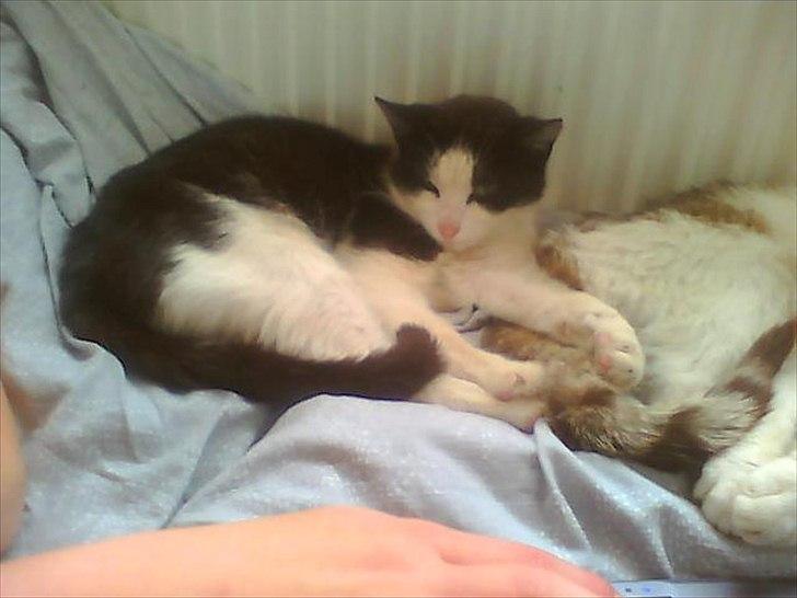 Huskat Figaro billede 2