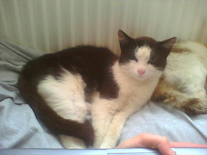 Huskat Figaro billede 3