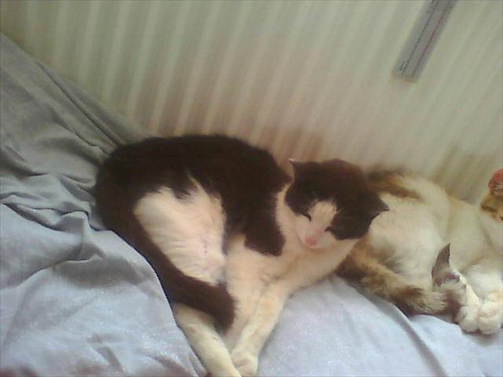 Huskat Figaro billede 4