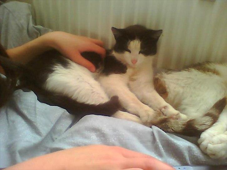 Huskat Figaro billede 5