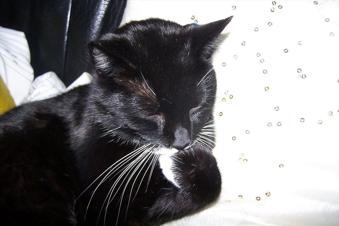 Huskat Balou billede 1