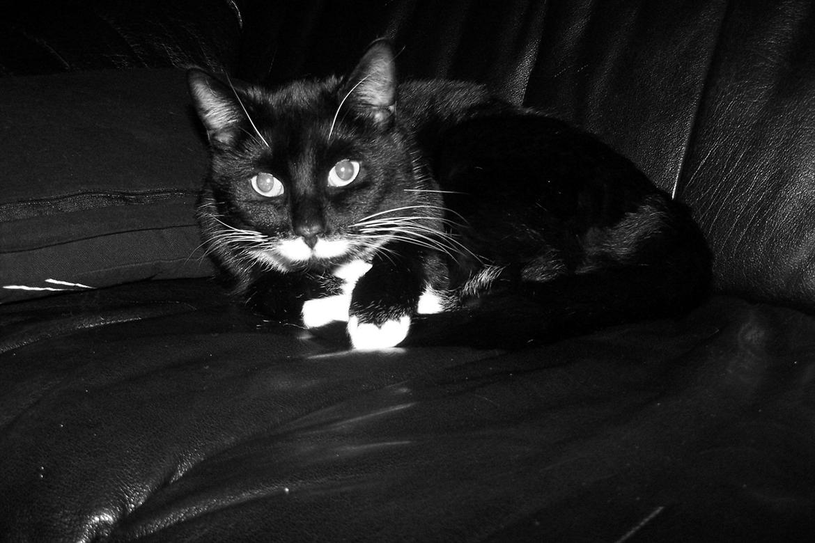 Huskat Balou billede 2