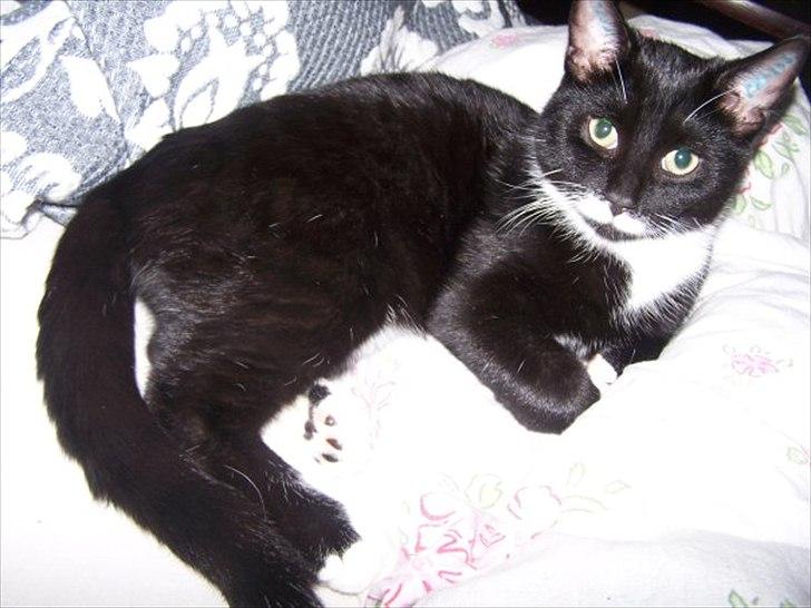 Huskat Balou billede 3