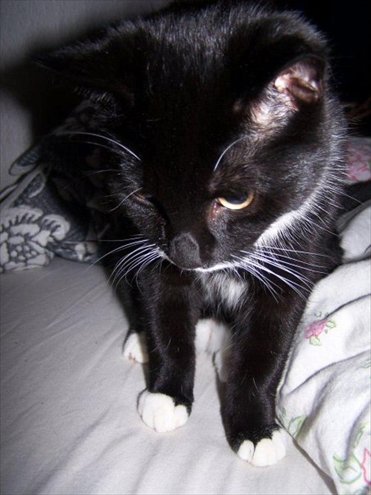 Huskat Balou billede 4