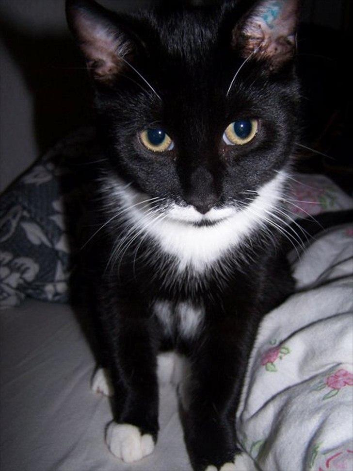 Huskat Balou billede 5