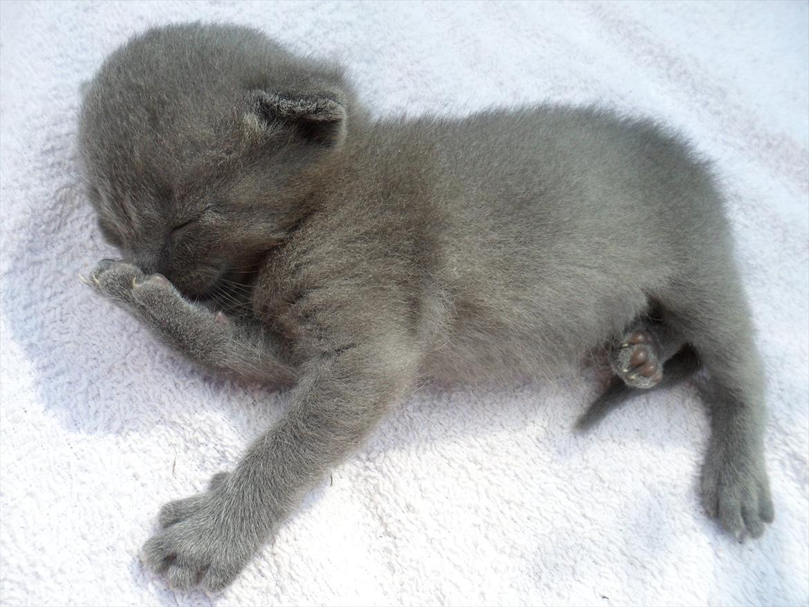 Huskat Sigurd billede 2