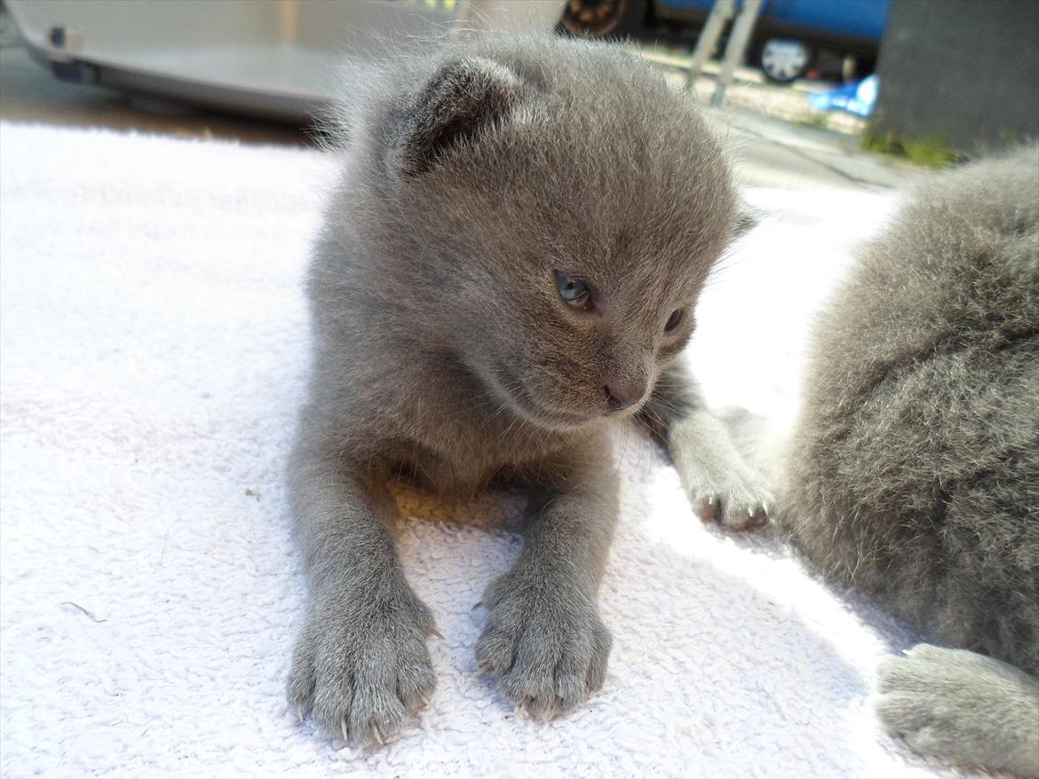 Huskat Sigurd billede 3