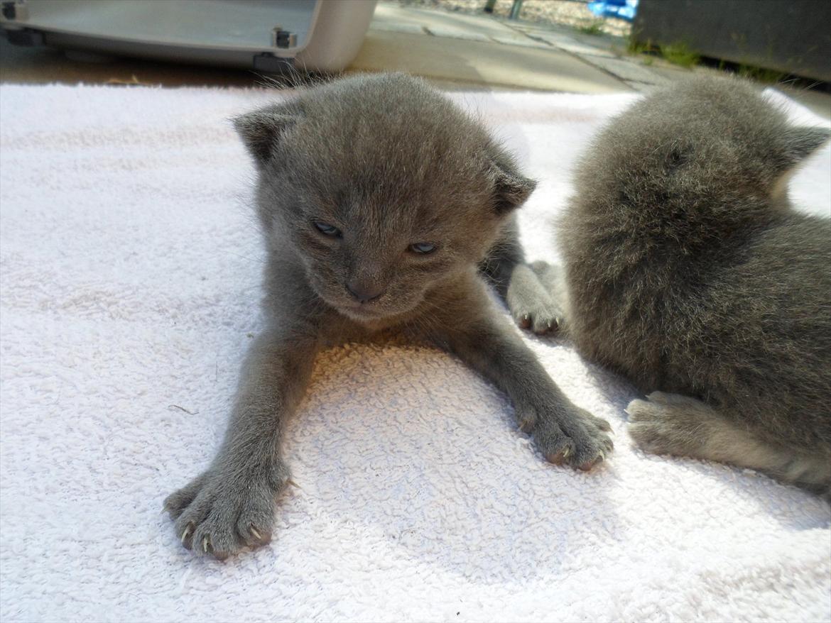 Huskat Sigurd billede 4