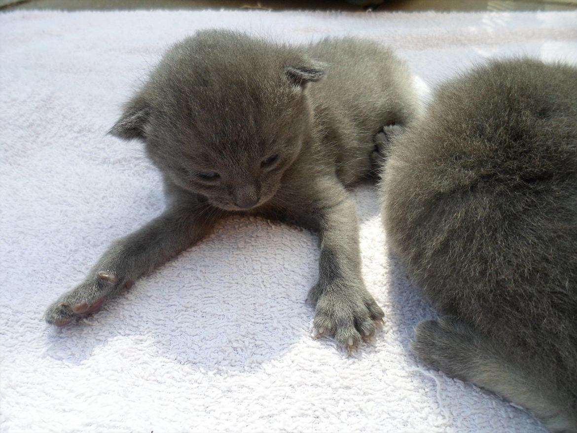 Huskat Sigurd billede 5