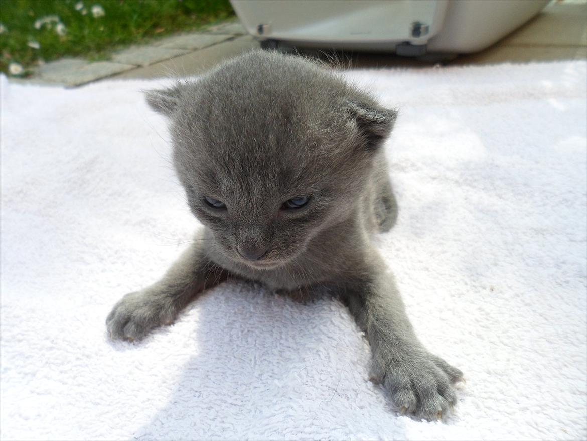 Huskat Sigurd billede 6