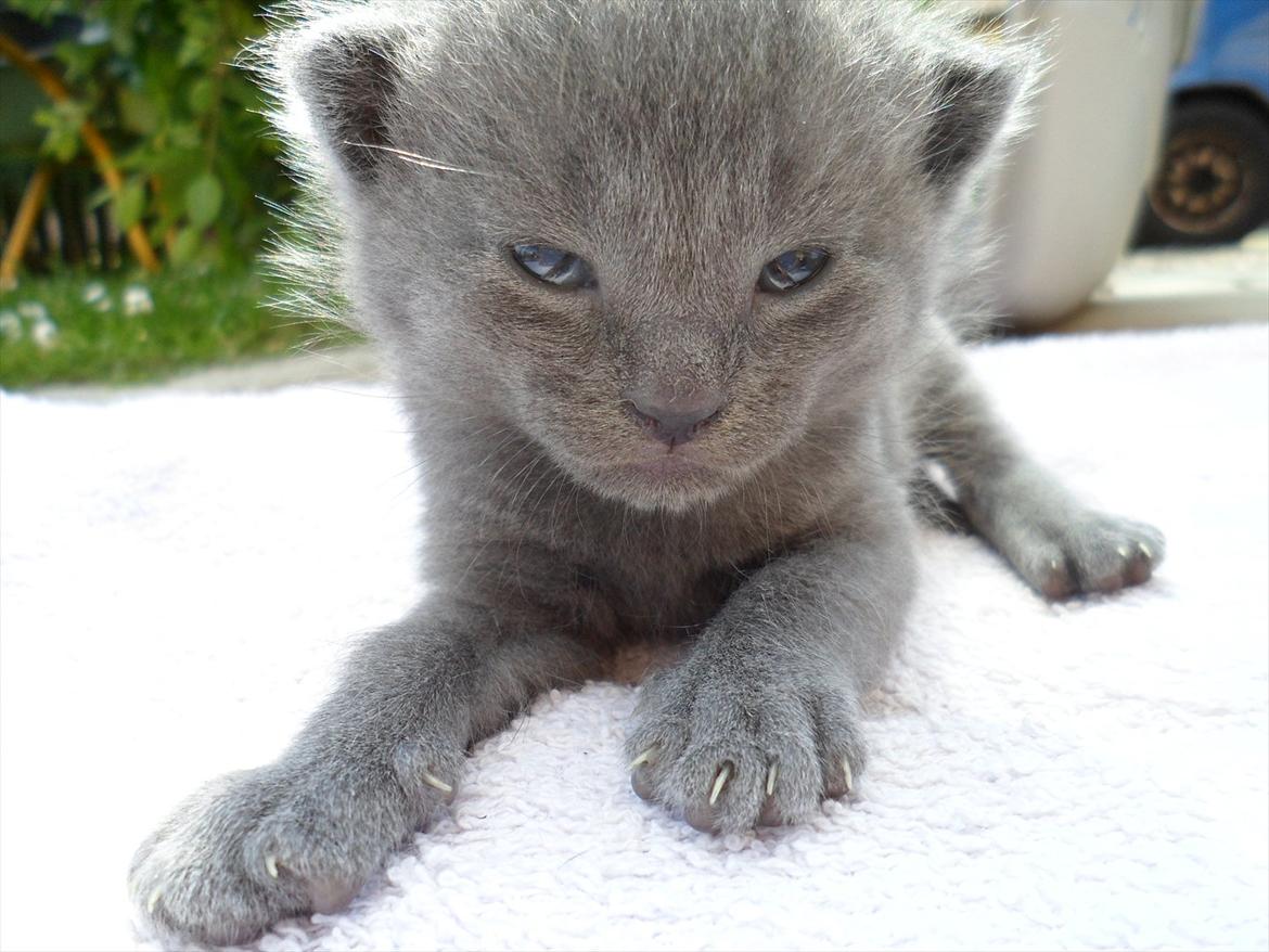 Huskat Sigurd billede 7