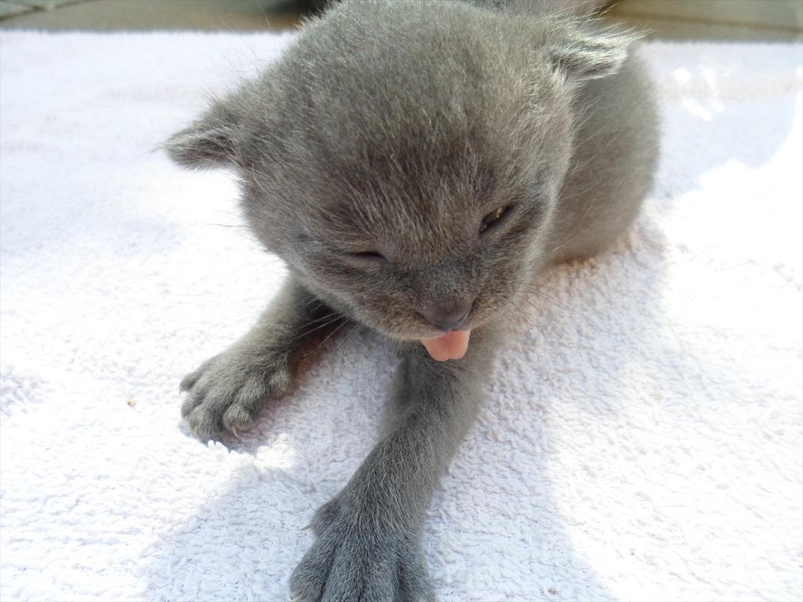 Huskat Sigurd billede 9