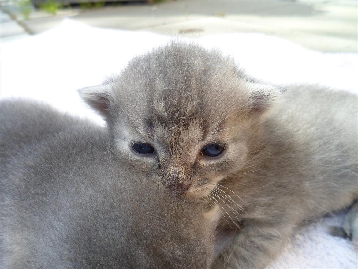 Huskat Viola billede 14