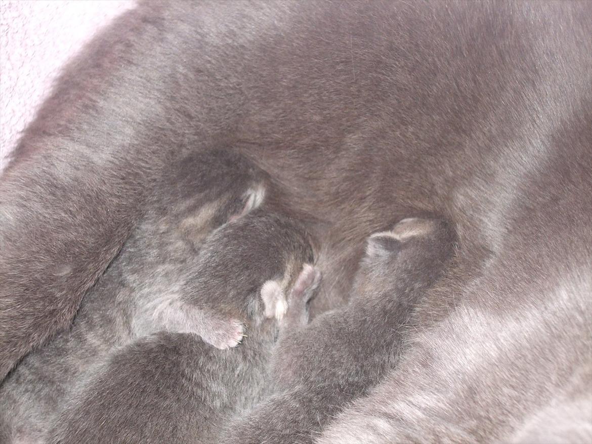 Huskat Viola billede 3